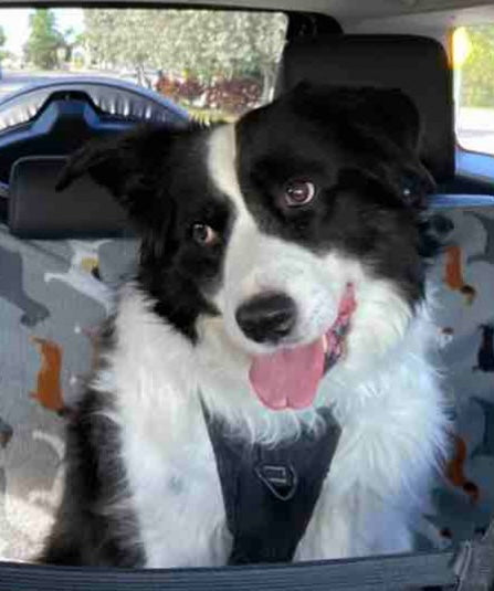 Emma’s Favorite Dog Shampoo Bar