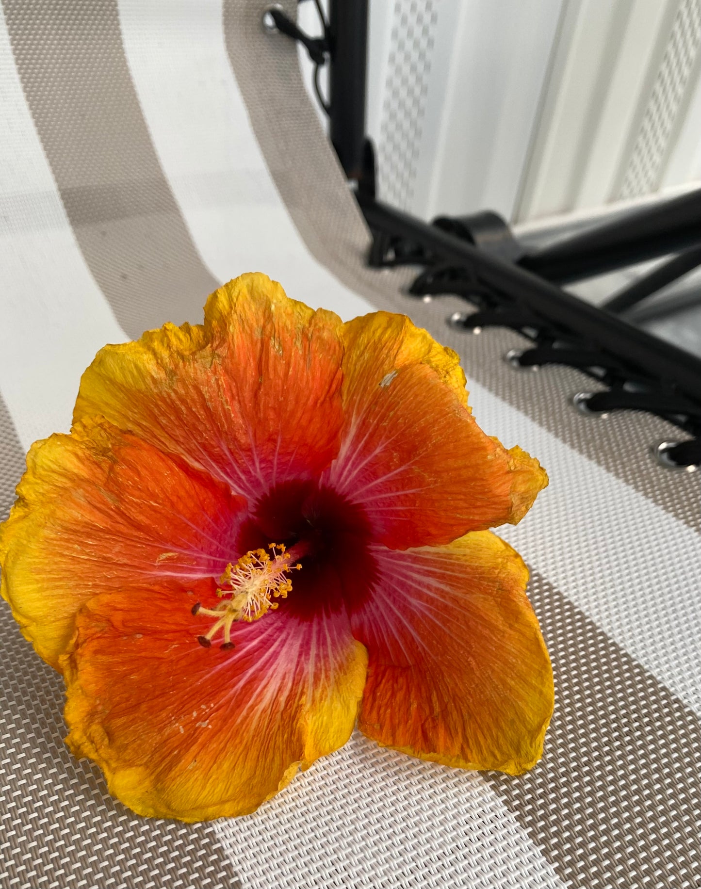 HIBISCUS Shampoo & Conditioner Bars